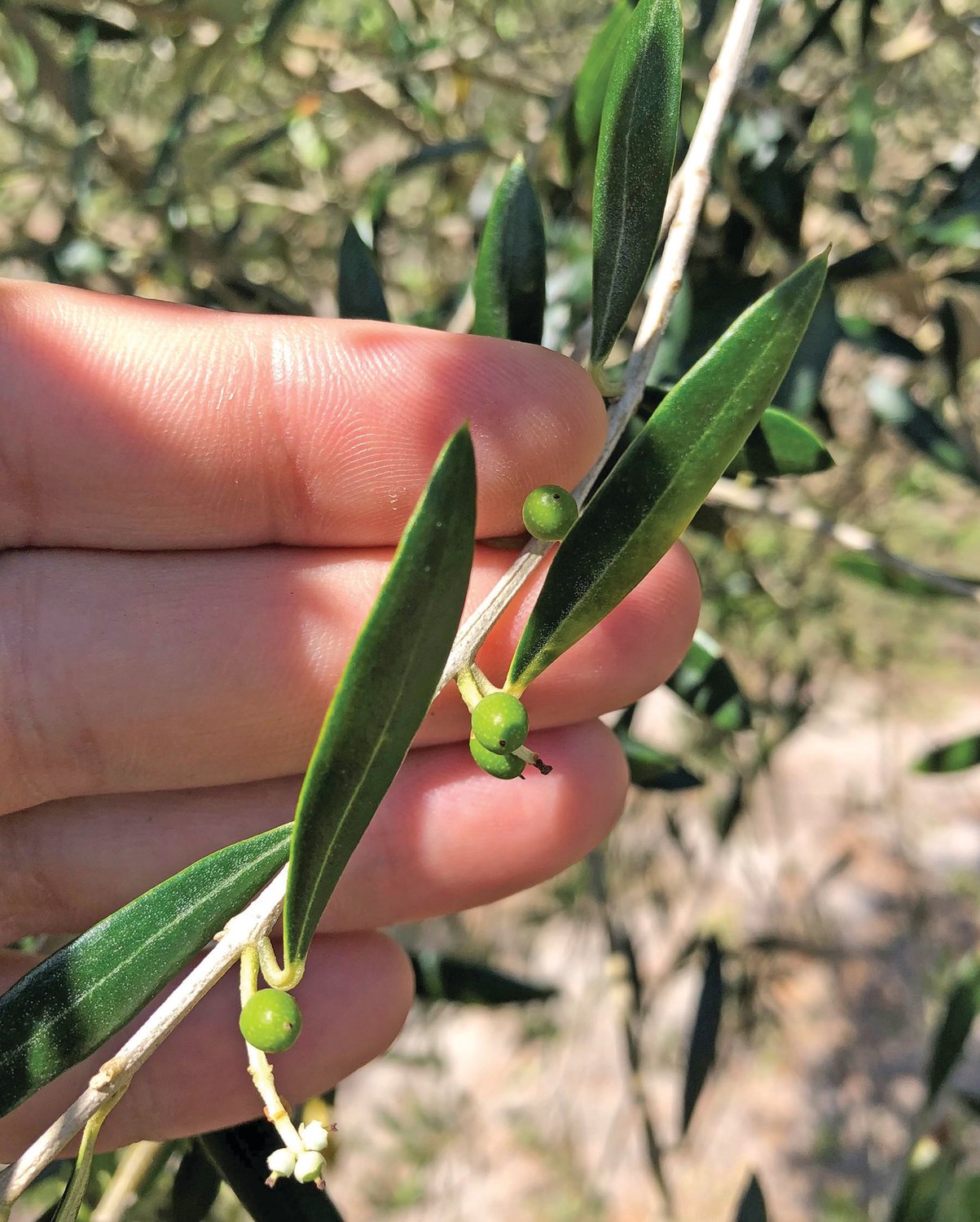 Young olives on an experimental tree in Florida.